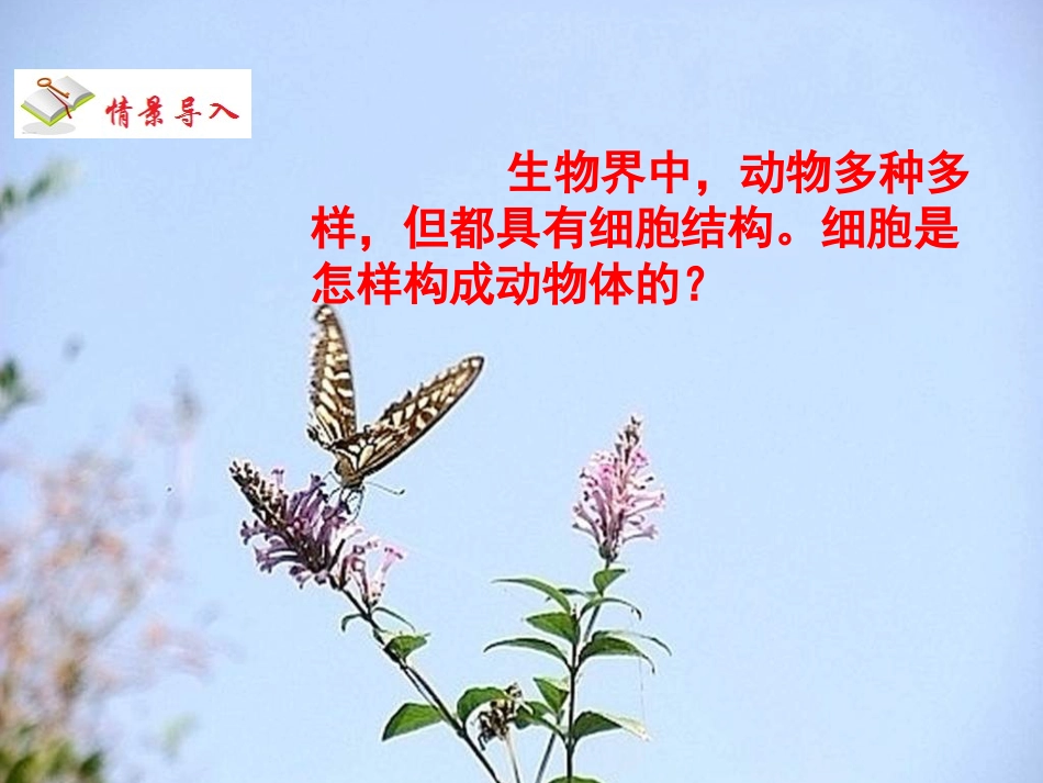 第三节植物体的结构层次_第2页