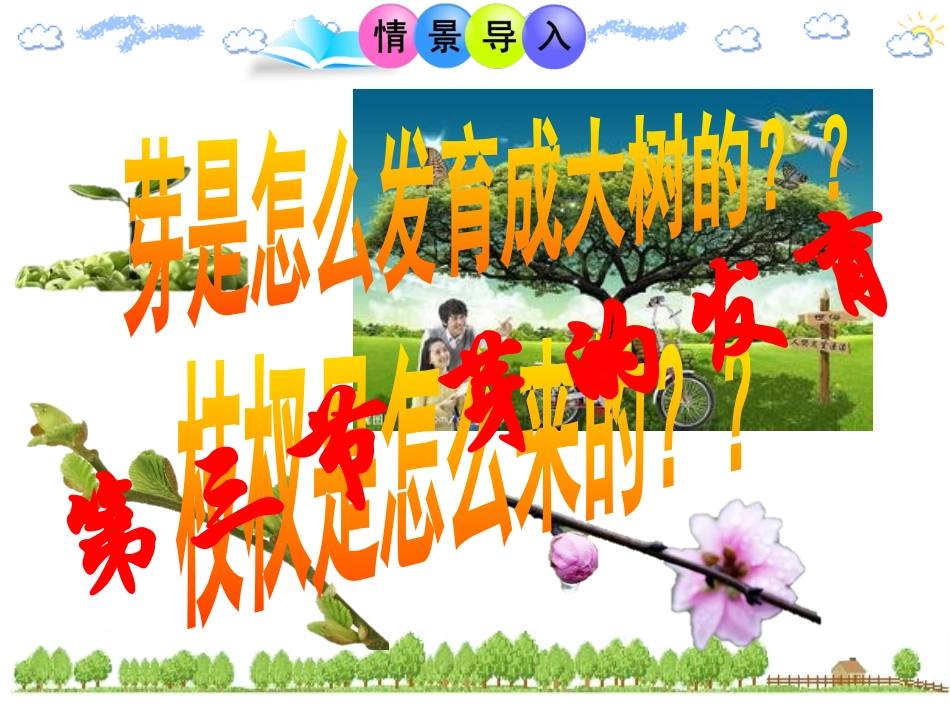 第三节芽的发育_第1页