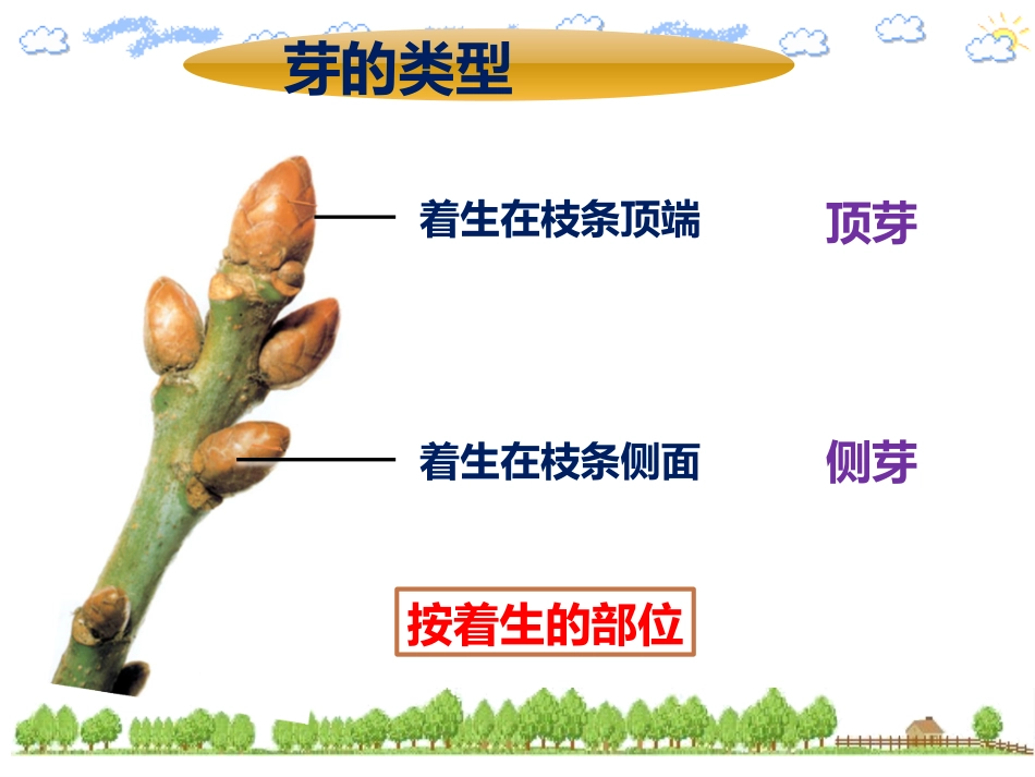第三节芽的发育_第2页
