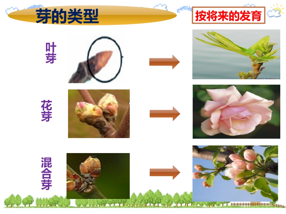 第三节芽的发育_第3页