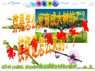 第三节芽的发育