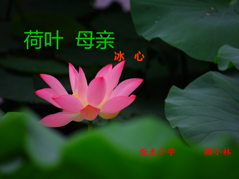 (部编)初中语文人教2011课标版七年级上册荷叶母亲.散文诗《荷叶母亲》_第2页