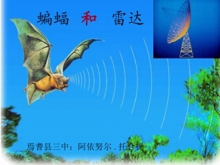 11蝙蝠和雷达327