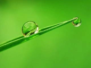 15小露珠一课时