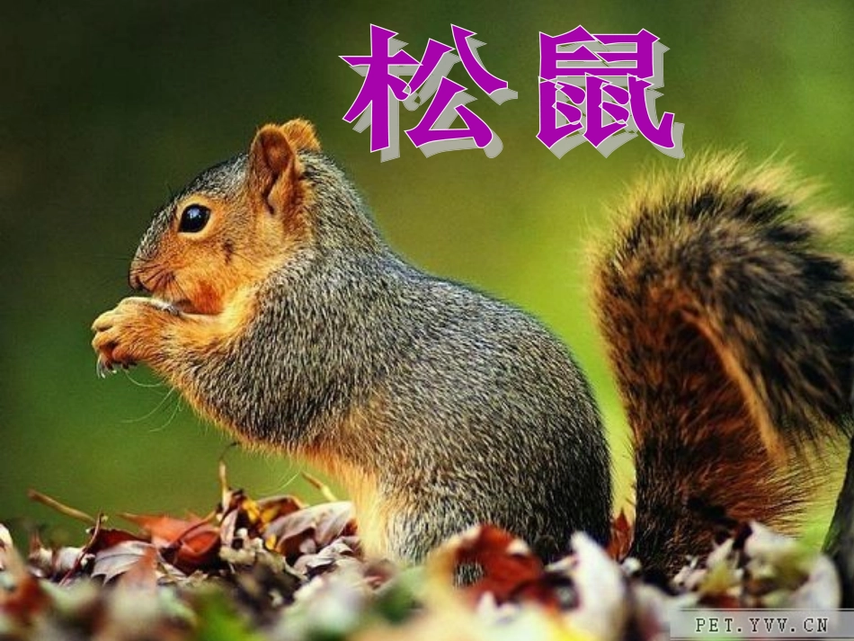 《松鼠》课件_第1页
