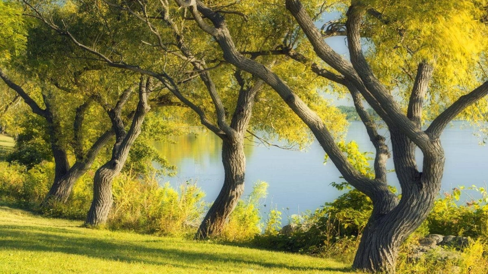 17我变成了一棵树_第2页