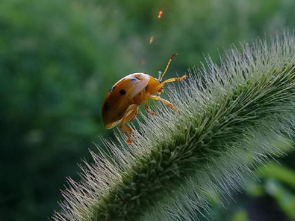 10草虫的村落-(4)_第2页