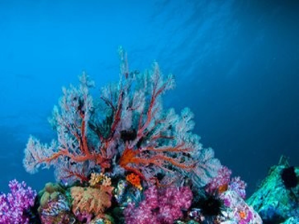 海底世界-(2)_第3页