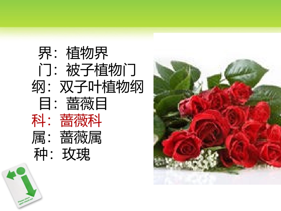 认识校园植物韦海询_第2页