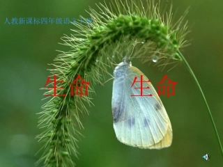 生命---生命