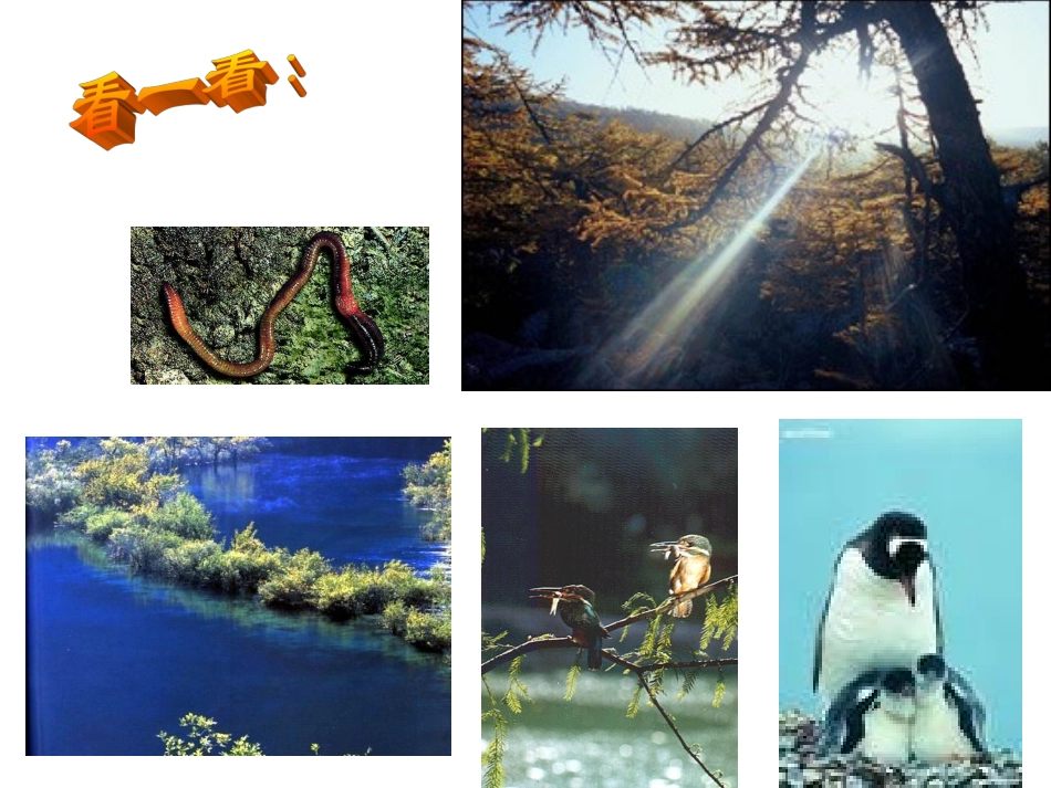 1、2、2生物生存的家园生物圈(第二课时)_第3页