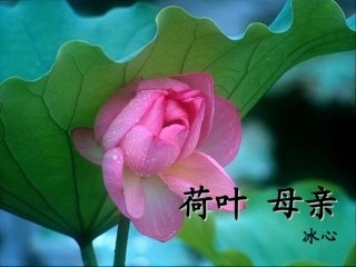 (部编)初中语文人教2011课标版七年级上册荷叶母亲-(4)