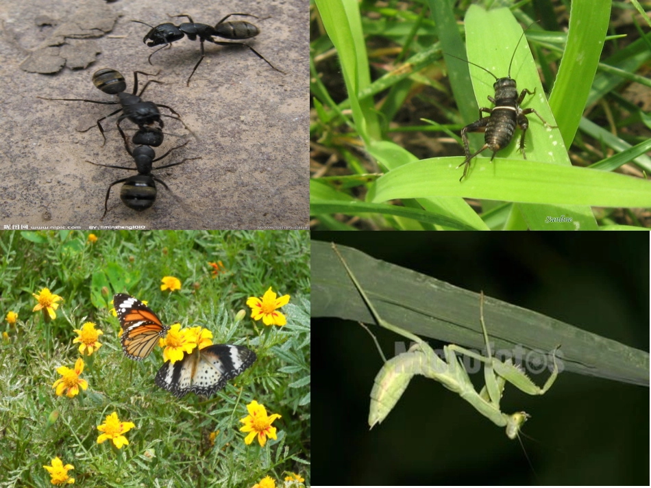 苏教版一年级语文上册识字4_第1页