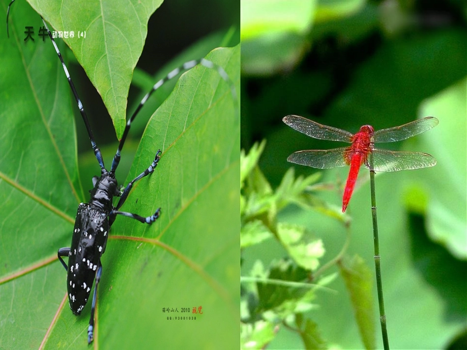 苏教版一年级语文上册识字4_第2页