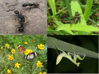 苏教版一年级语文上册识字4