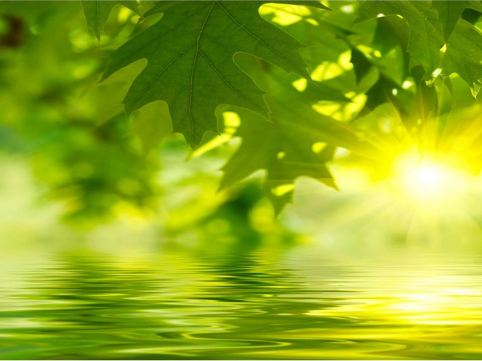 影响光合作用的环境因素_第1页