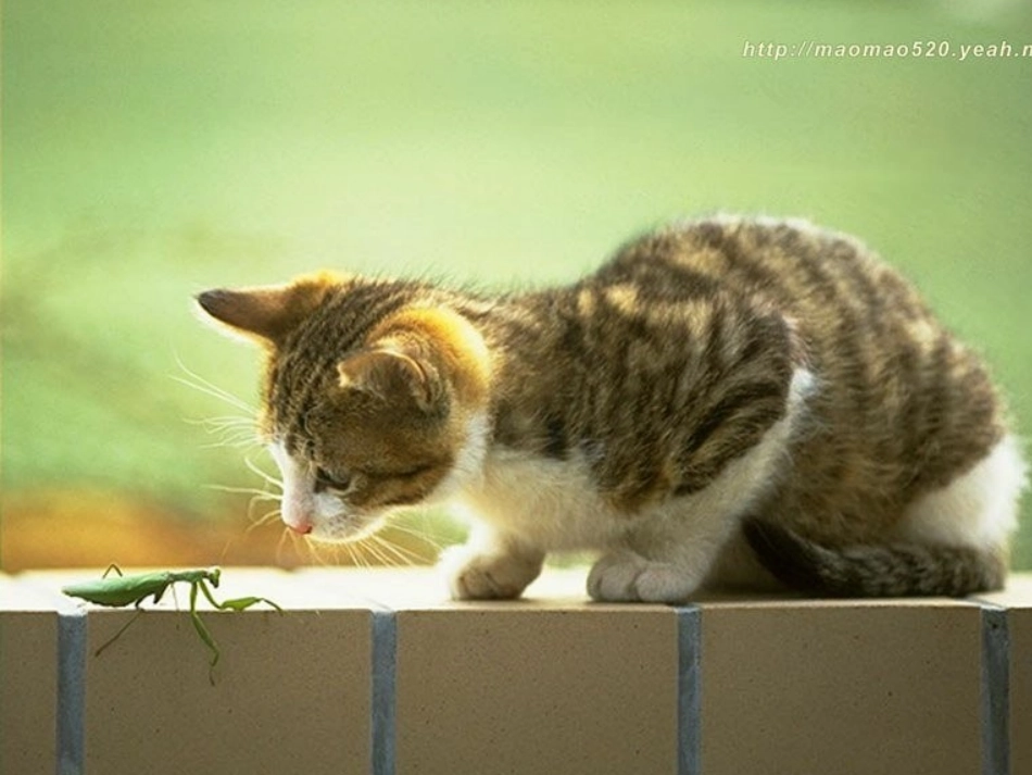《猫》PPT课件_第2页