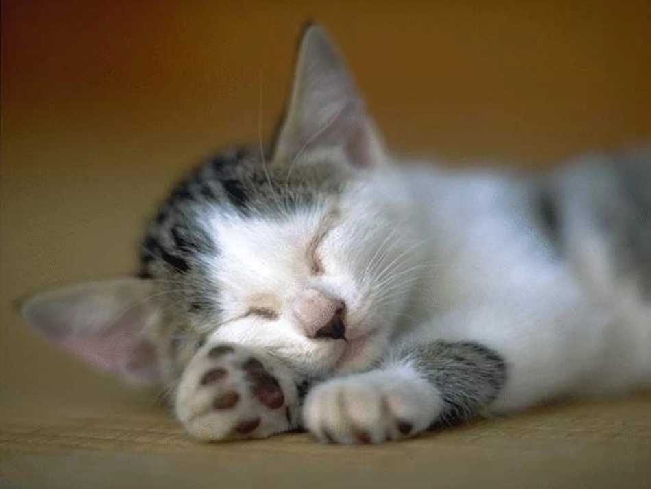《猫》PPT课件_第3页