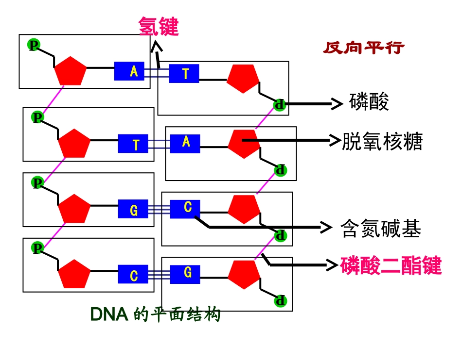 第三节遗传信息的传递_第1页