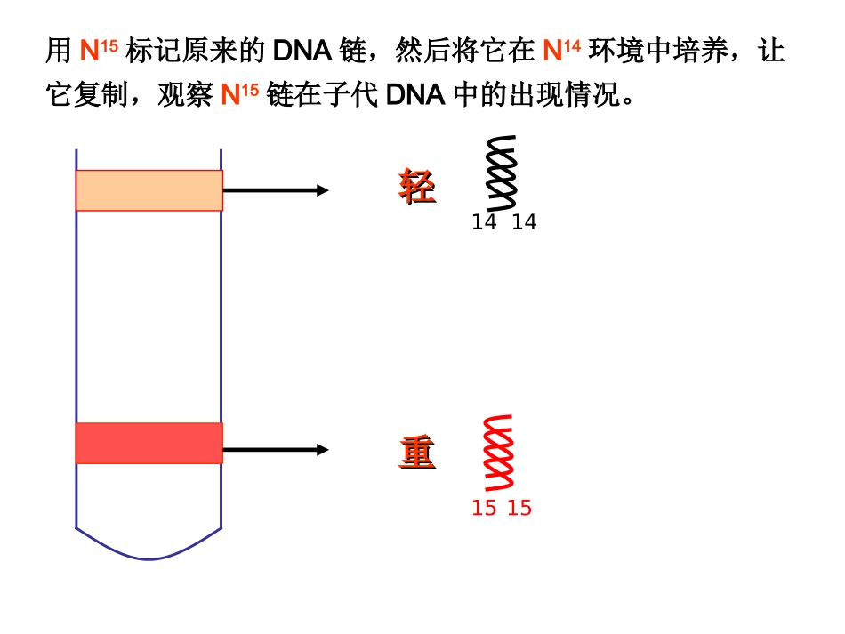 第三节遗传信息的传递_第3页