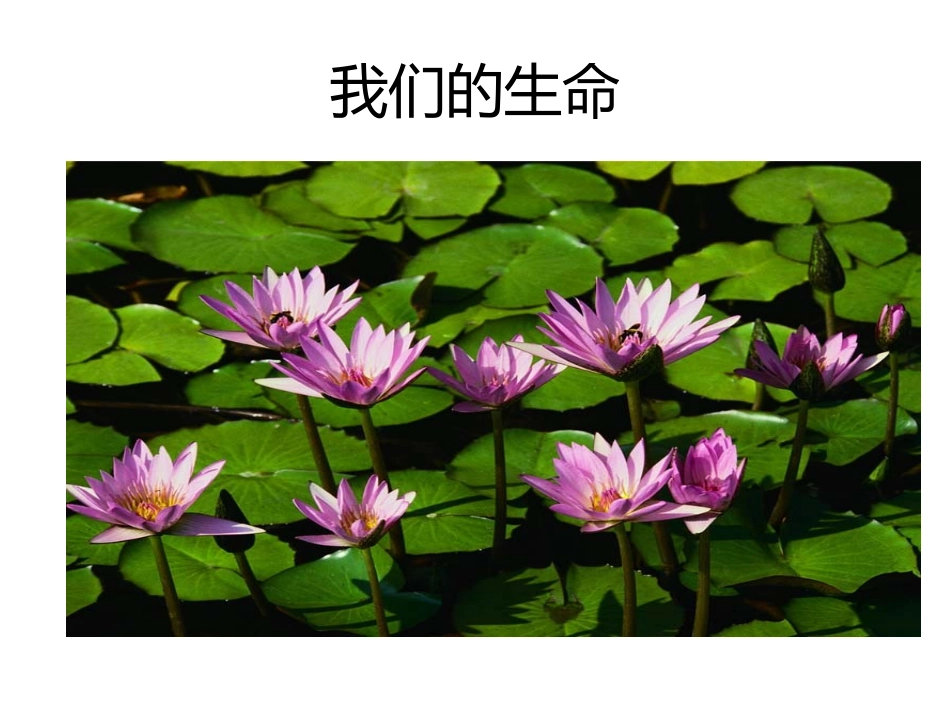我们的生命1_第1页
