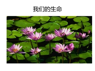 我们的生命1