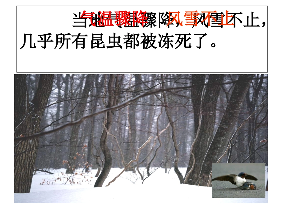 燕子专列-PPT课件_第3页