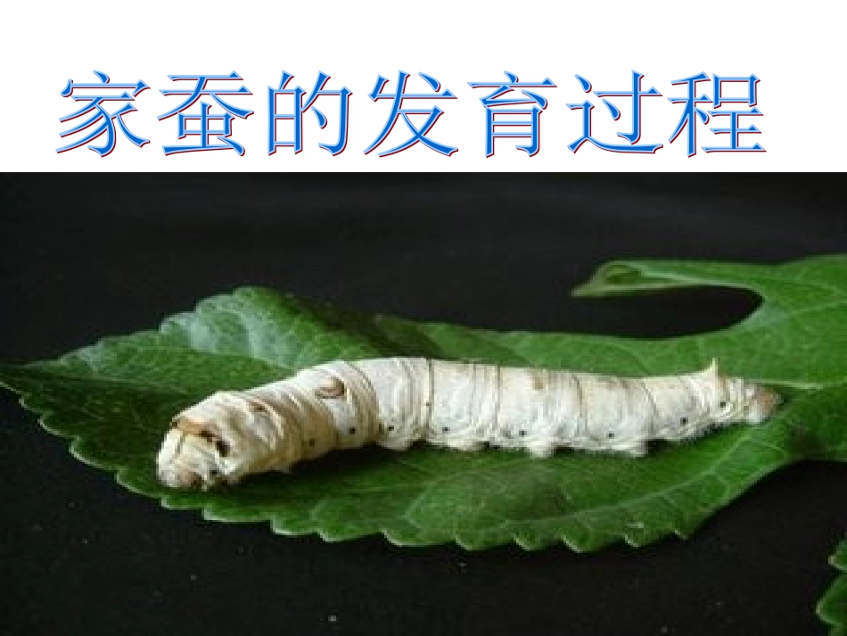家蚕的ppt演示文稿1_第1页