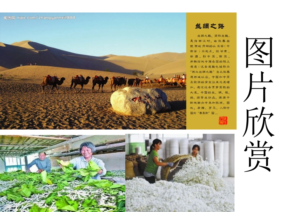 家蚕的ppt演示文稿1_第2页