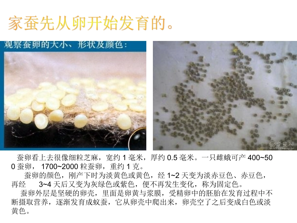 家蚕的ppt演示文稿1_第3页