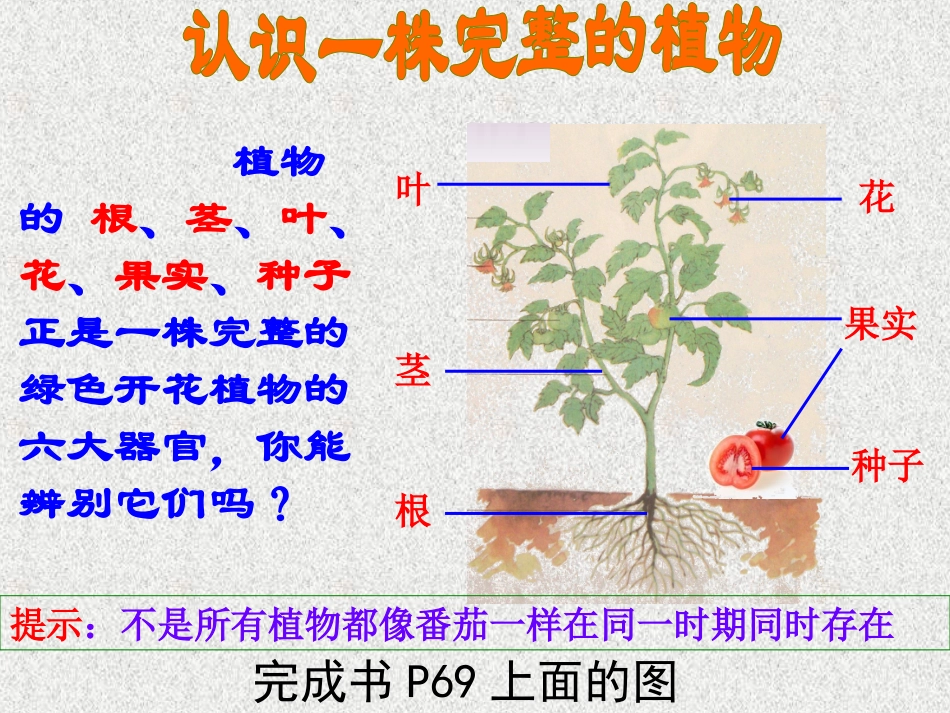 4植物和我们_第3页