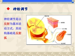 神经调节与体液调节的关系