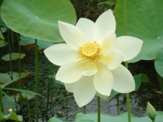 第三节多细胞生物体
