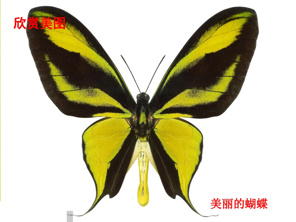 小学数学2011版本小学四年级轴对称(例1)_第3页