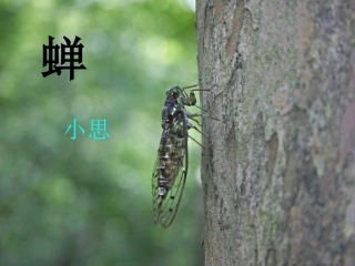 《蝉》课件李永梅