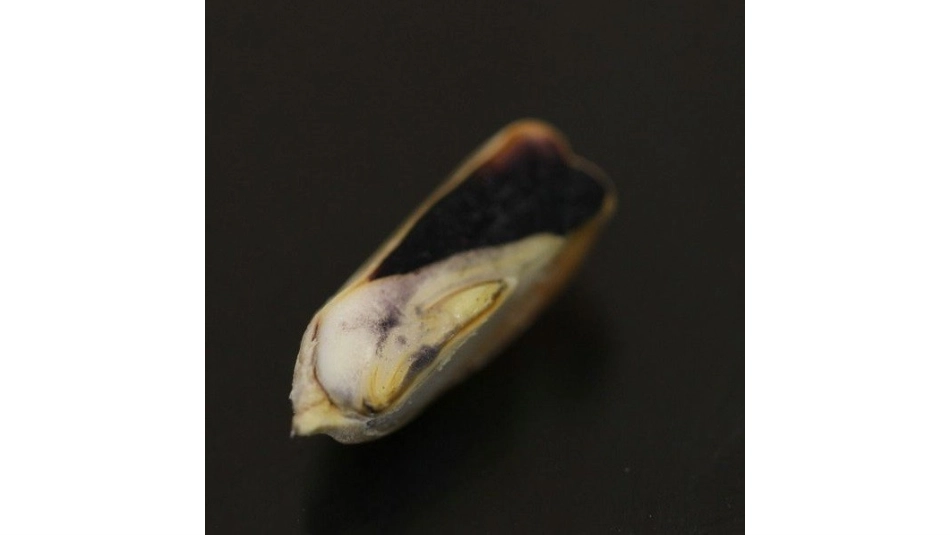 2.种子的结构_第3页