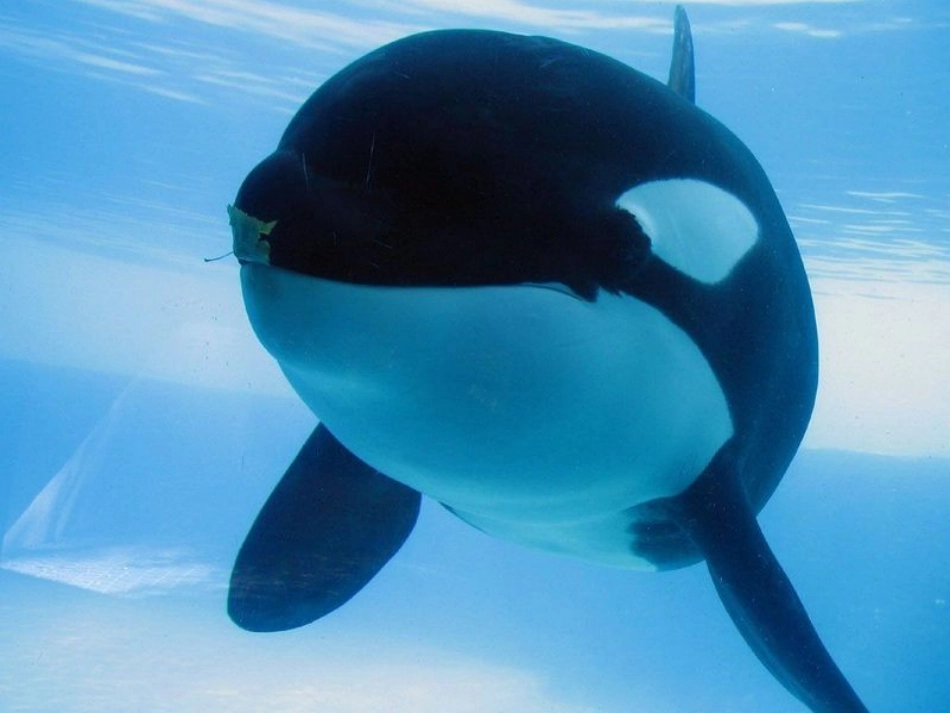 小学五年级《鲸》教学课件_第2页