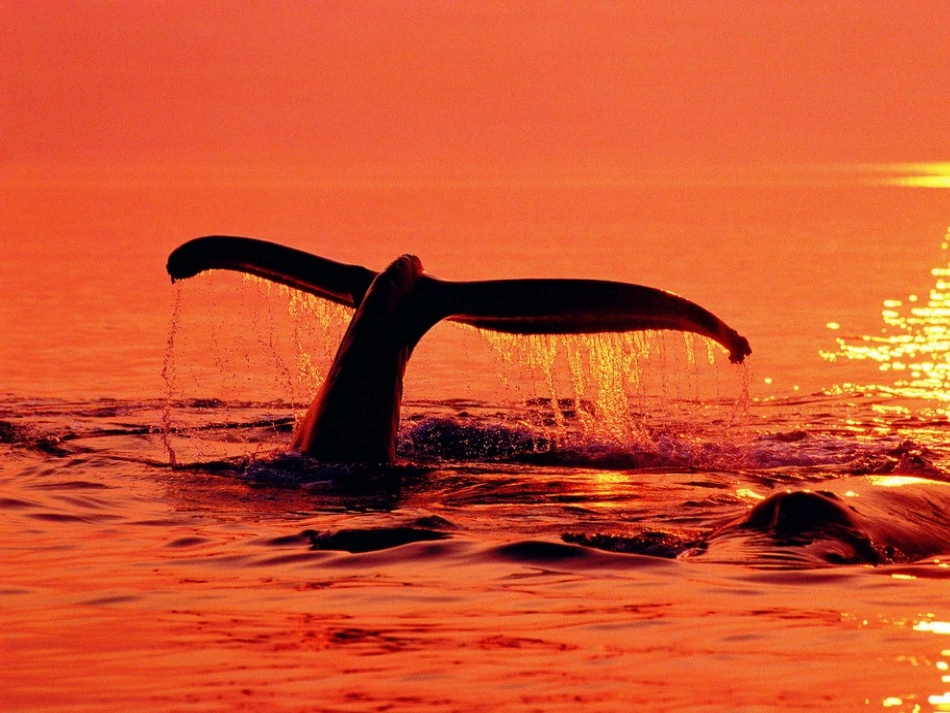 小学五年级《鲸》教学课件_第3页