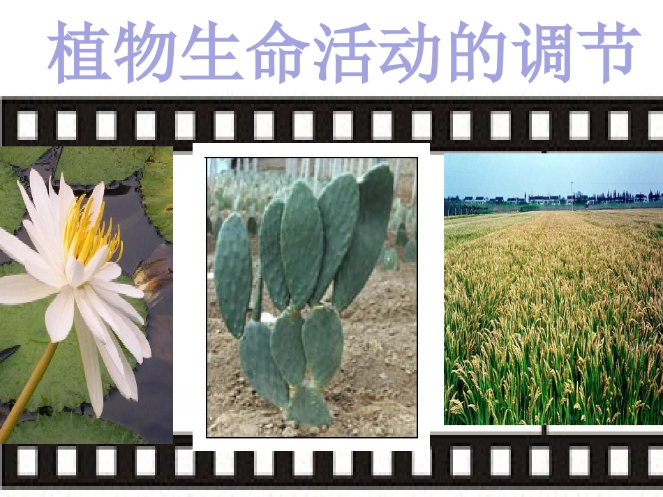 第1节植物生命活动的调节_第1页