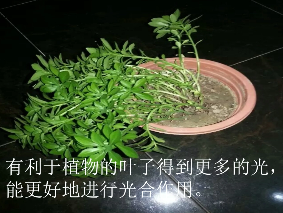 第1节植物生命活动的调节_第3页