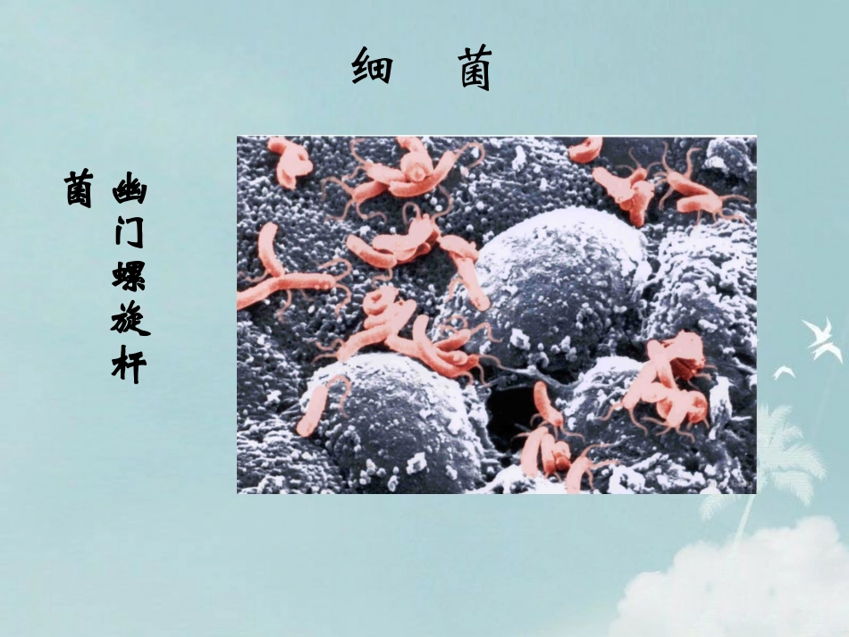 第三节神奇的微生物-(3)_第3页