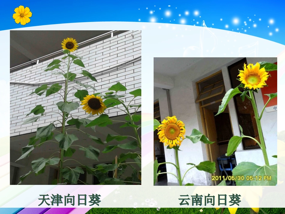 小学数学2011版本小学四年级复式条形统计图课件-(2)_第2页