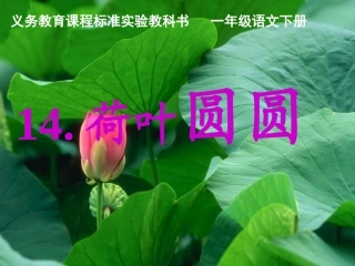 荷叶圆圆说课--课件第一课时