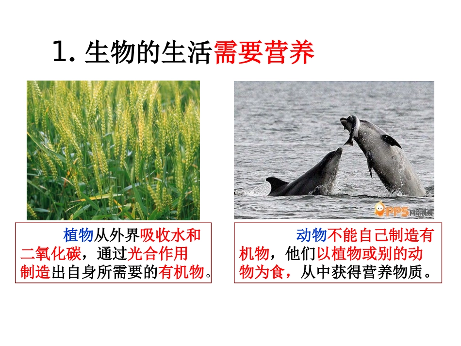 1.1生物的基本特征_第3页