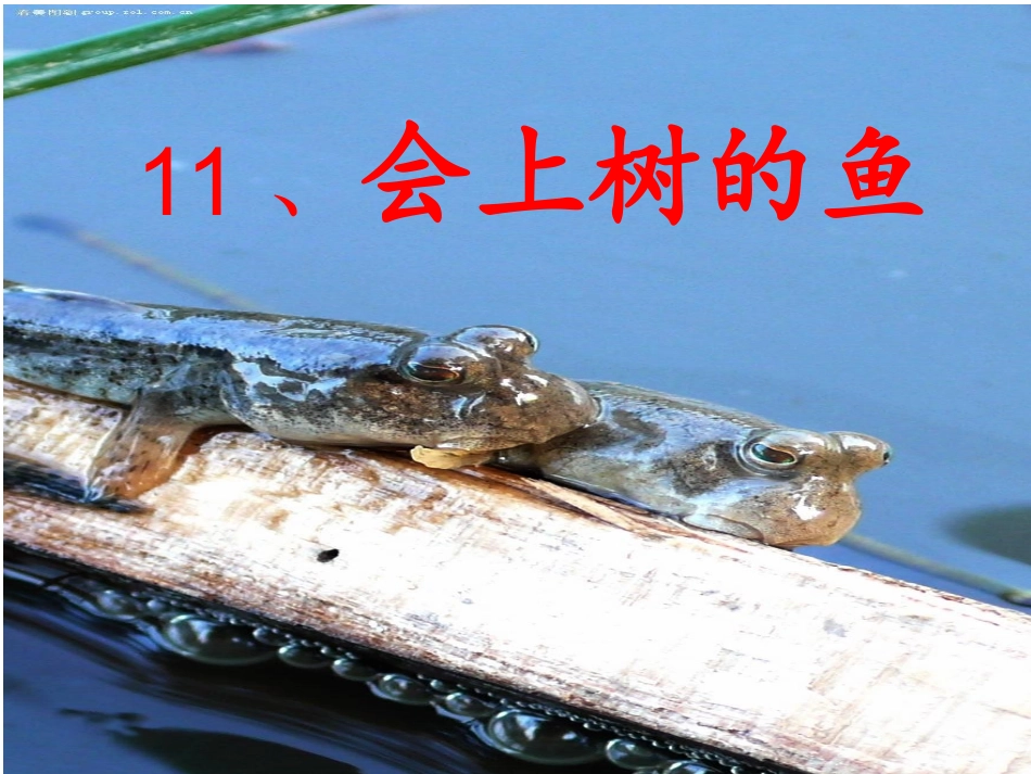 11《会上树的鱼》_第1页