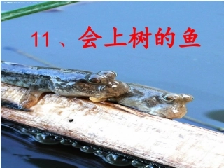 11《会上树的鱼》
