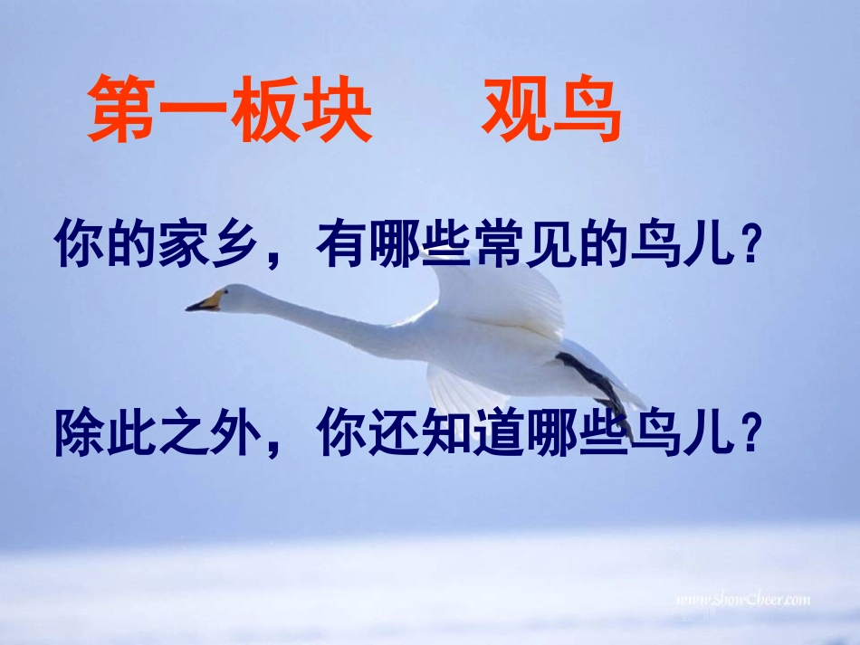专题《鸟》教学课件_第3页
