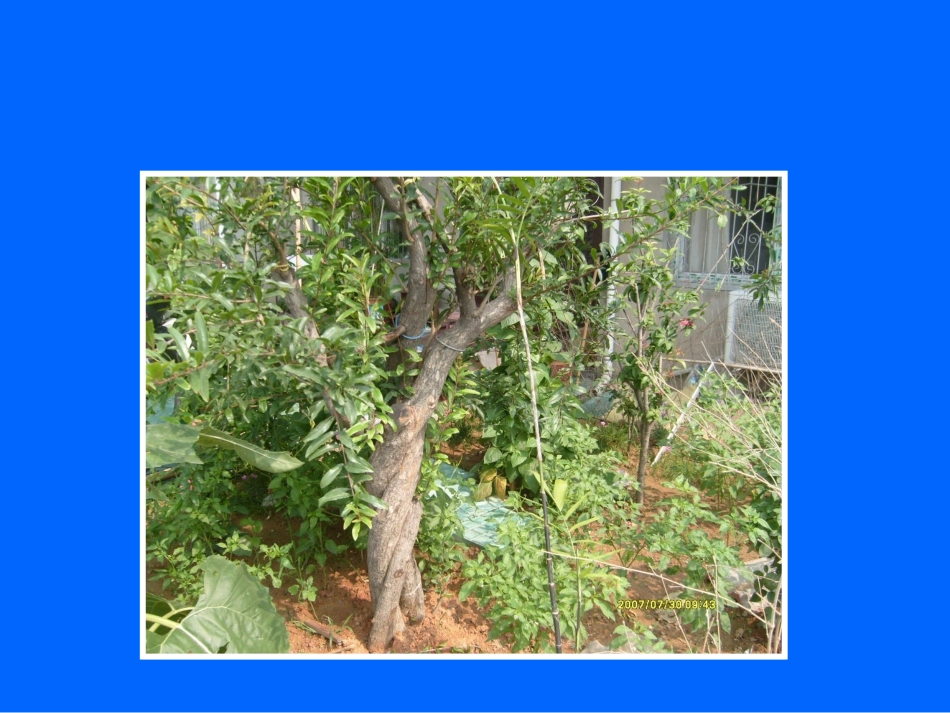 《石榴》教学课件_第2页