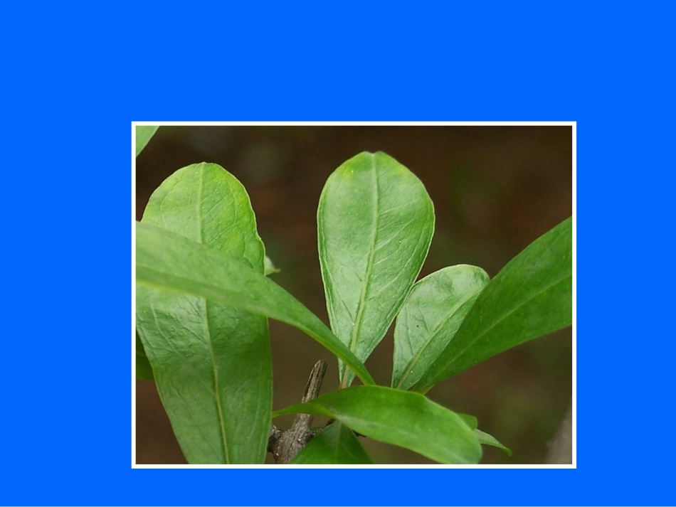 《石榴》教学课件_第3页