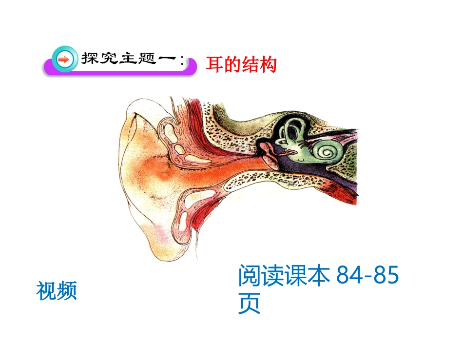 第三节感觉和感觉器官_第3页